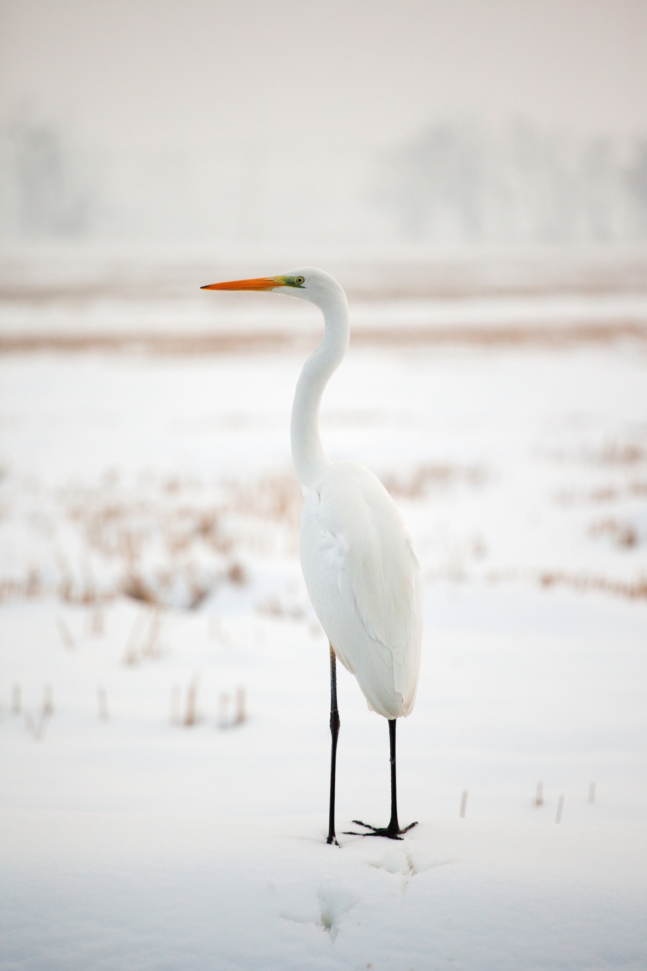 50 sfumature di bianco