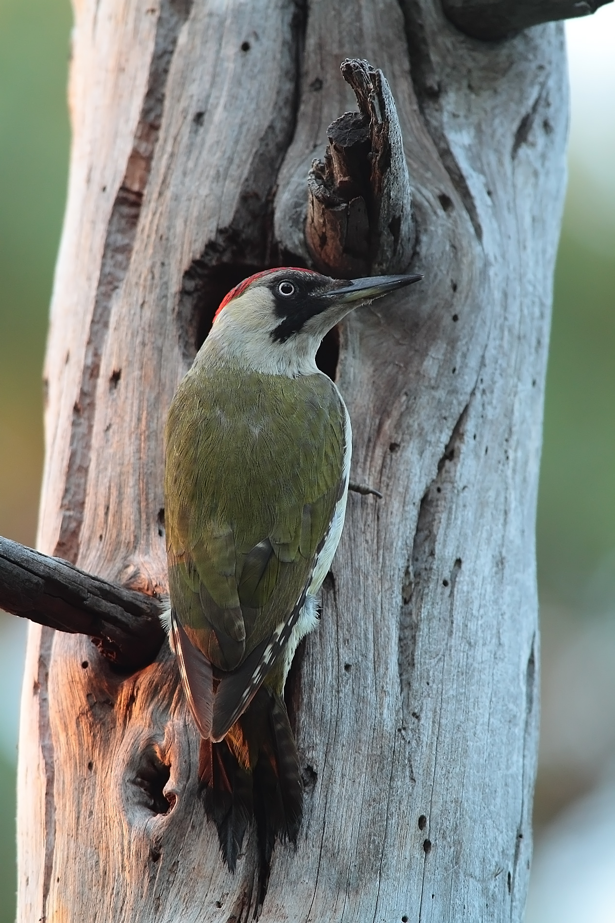 Green Woodpecker