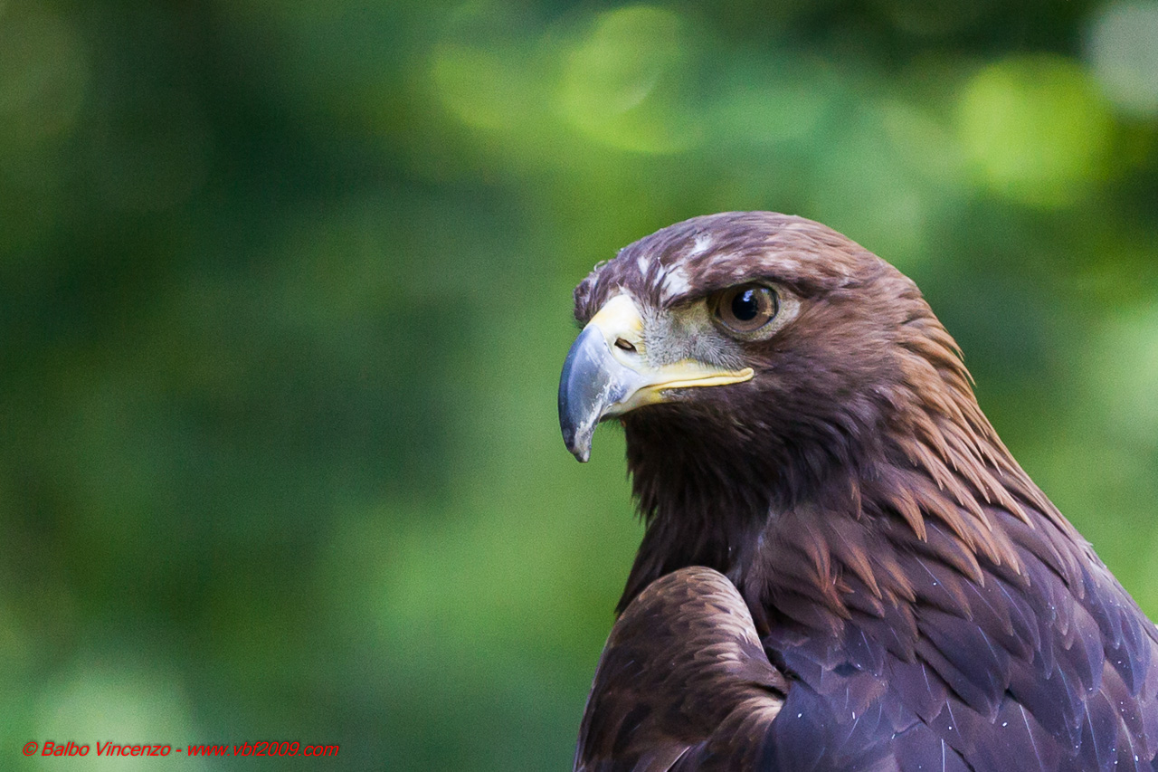 Oasi di Sant'Alessio 2013