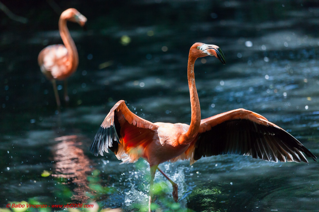 Oasi di Sant'Alessio 2013