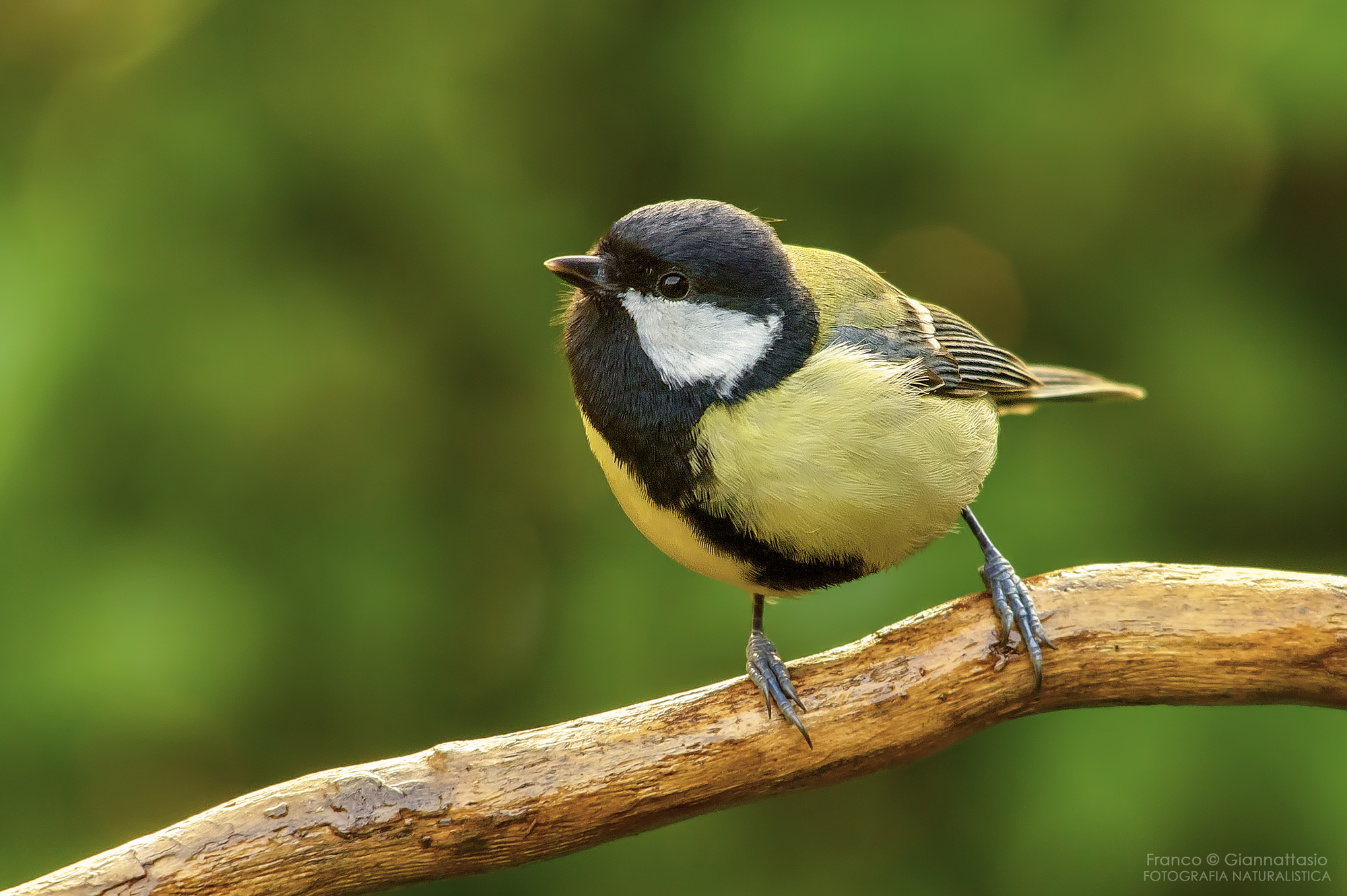 Great Tit.