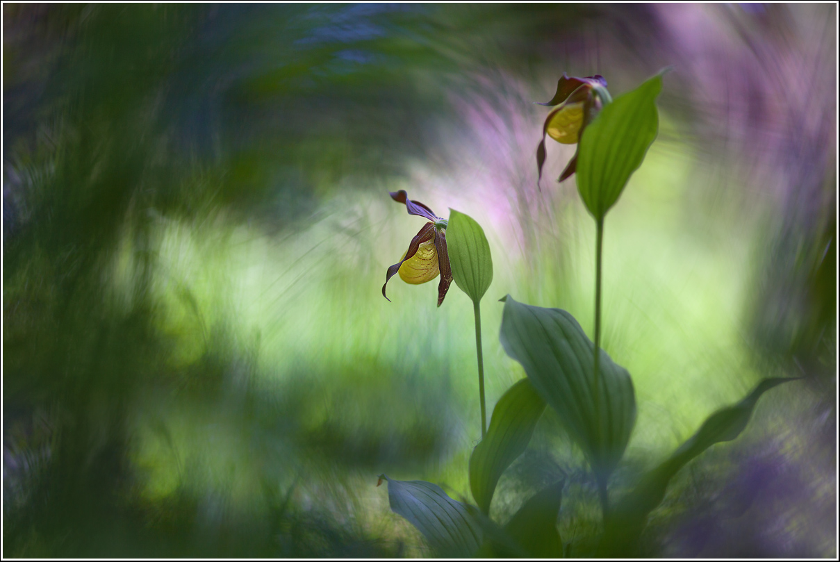 Scarpetta della Madonna