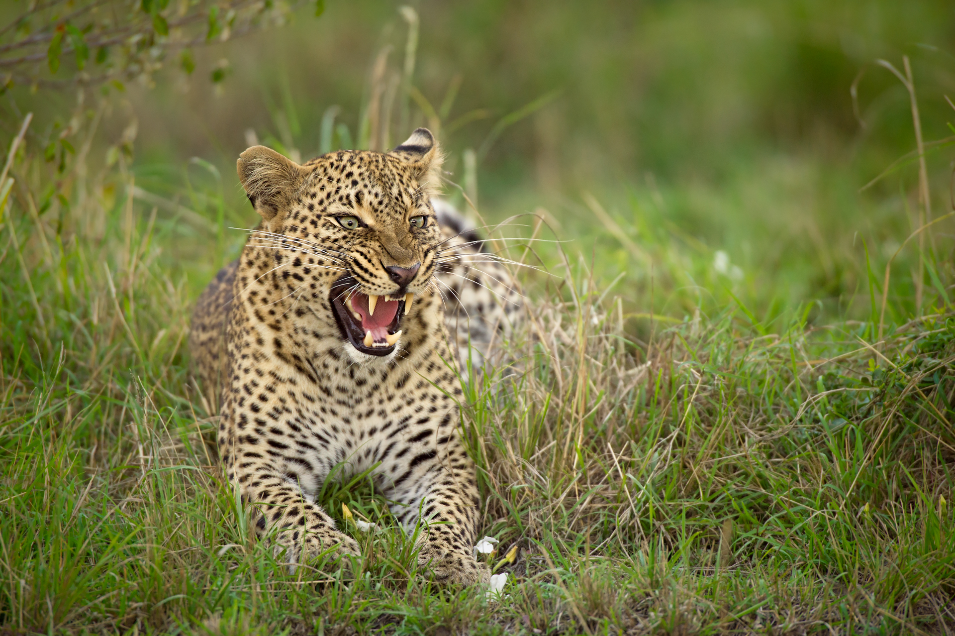 the smile of the Leopard