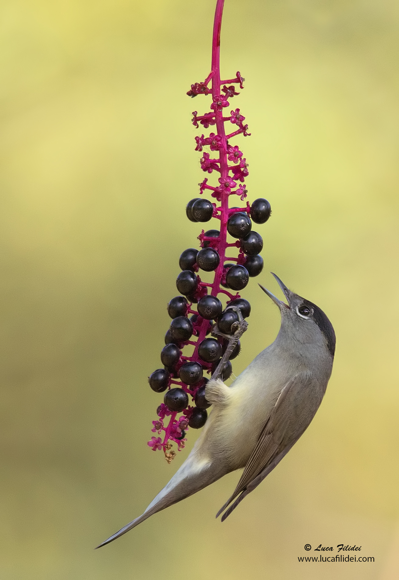 Female Blackcap