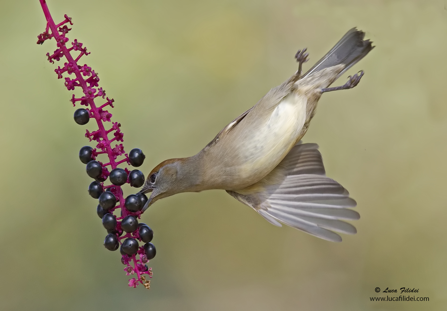 Female Blackcap