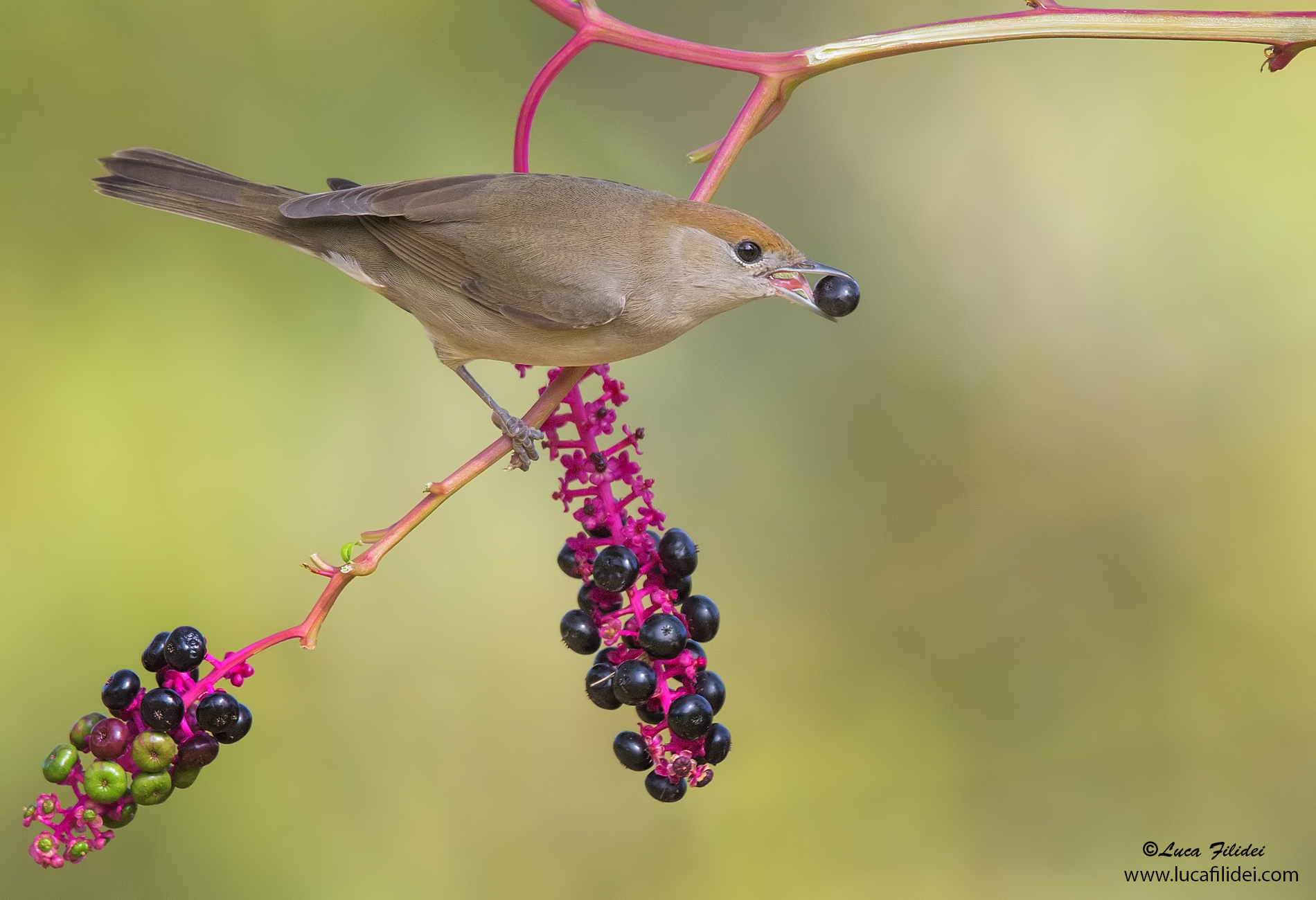 Blackcap with Berry