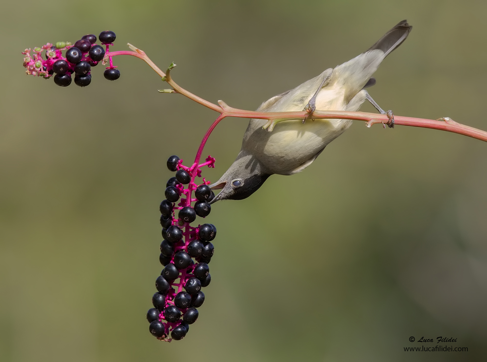 Blackcap