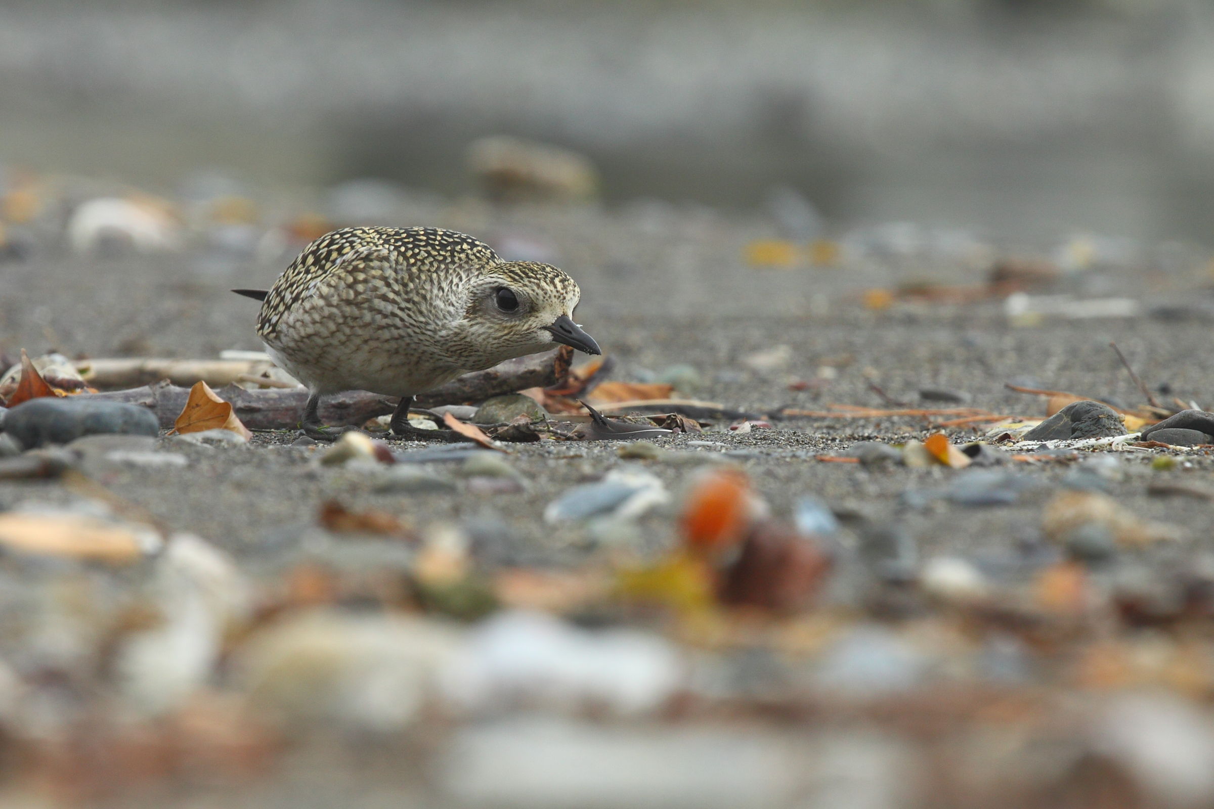 gray plover crushed