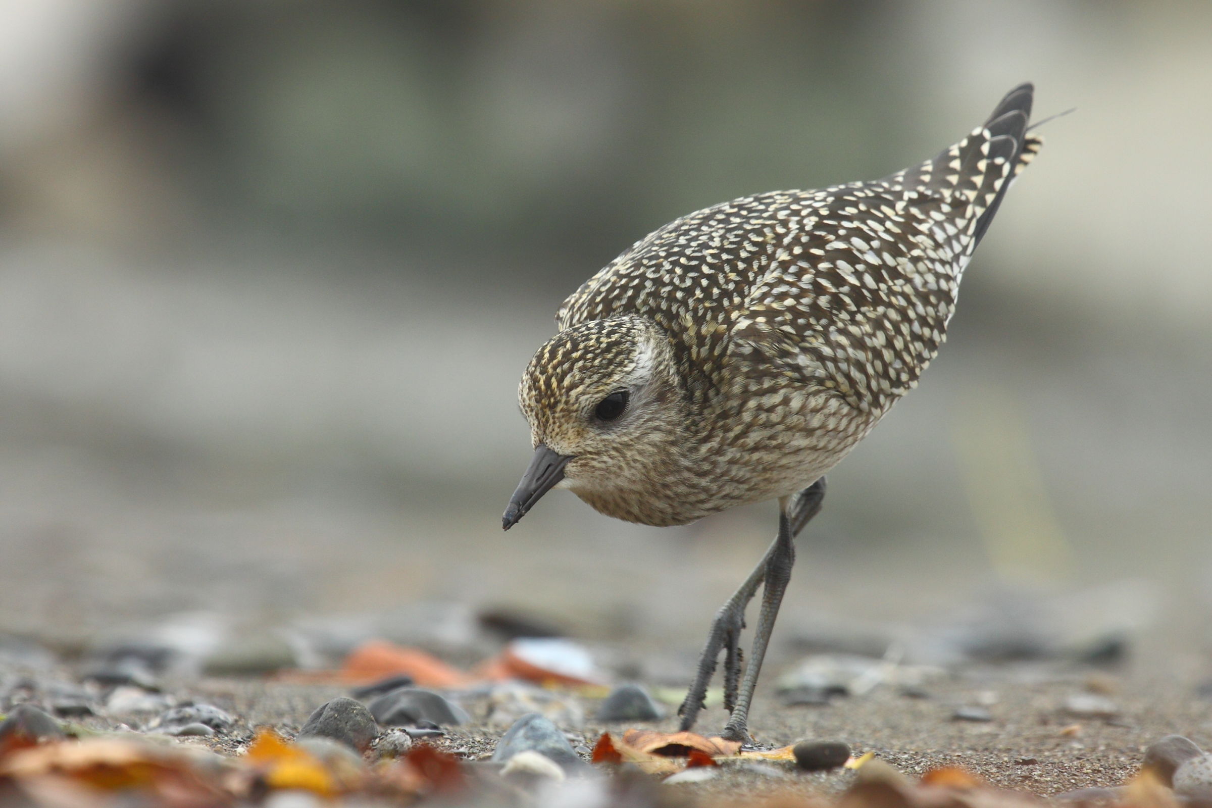 gray plover