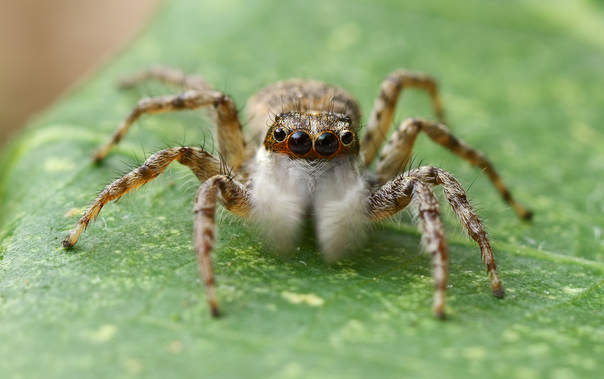 Shakin' (Menemerus semilimbatus)