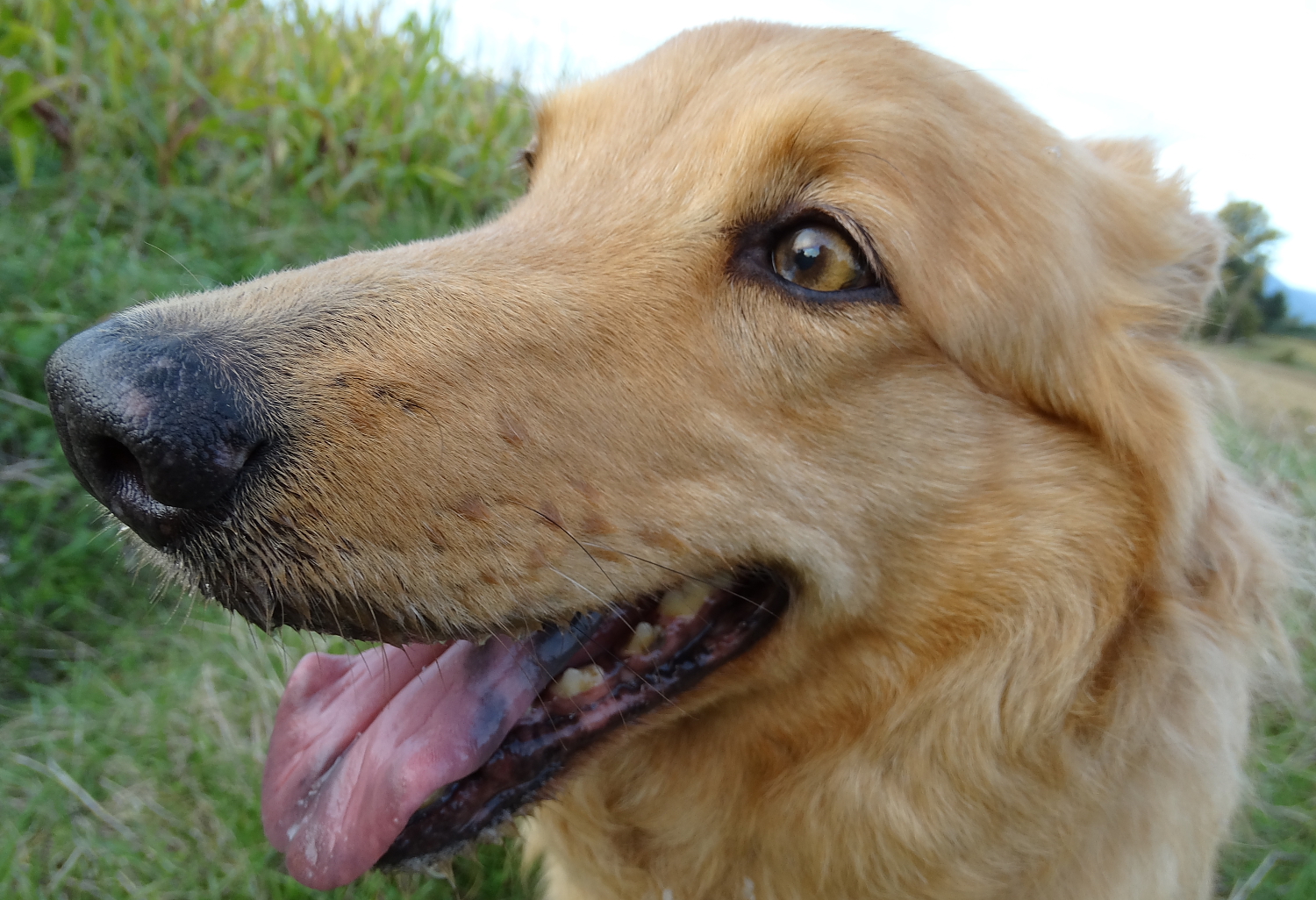 La Laika e il grandangolo