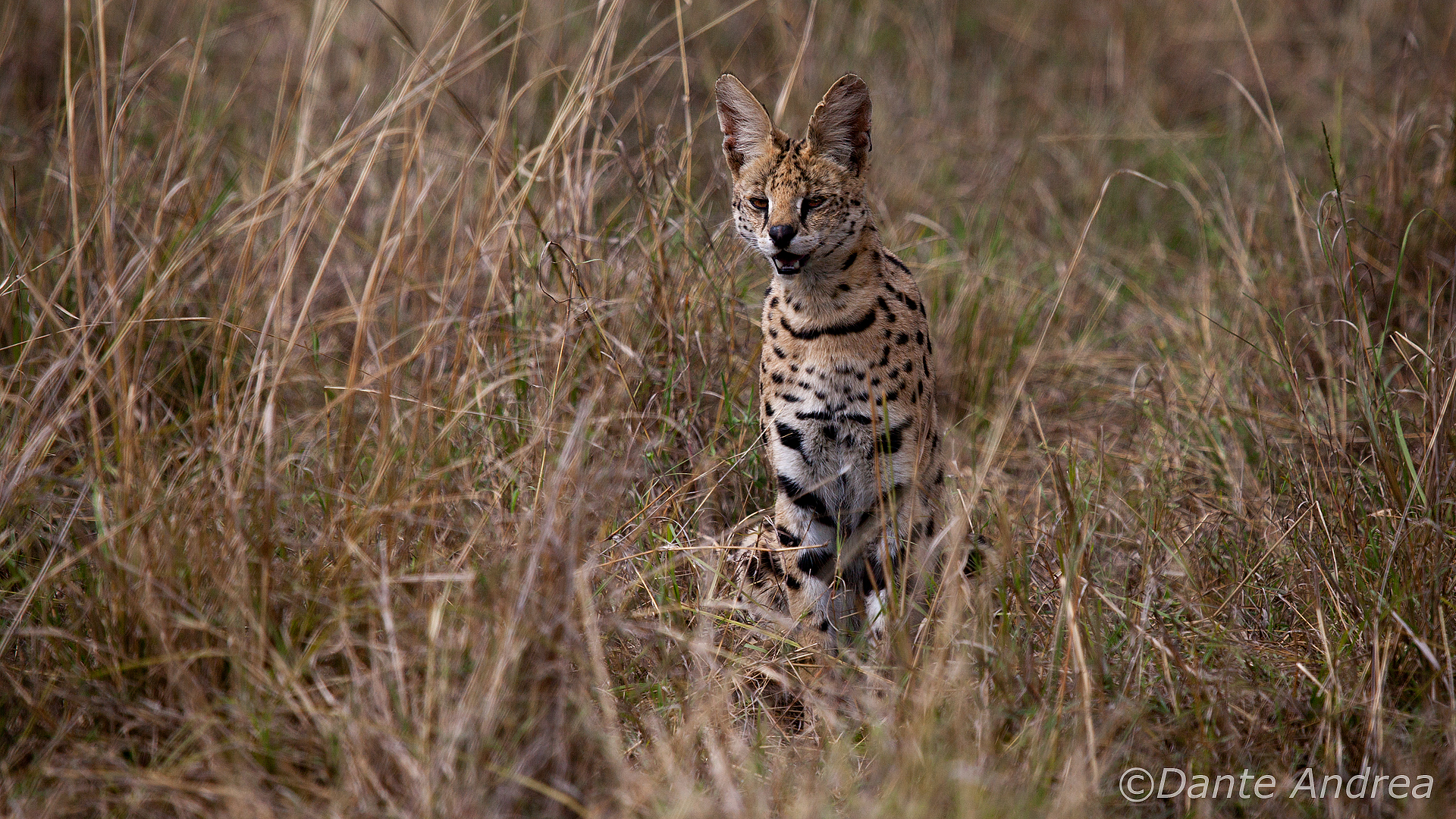 Serval hunting