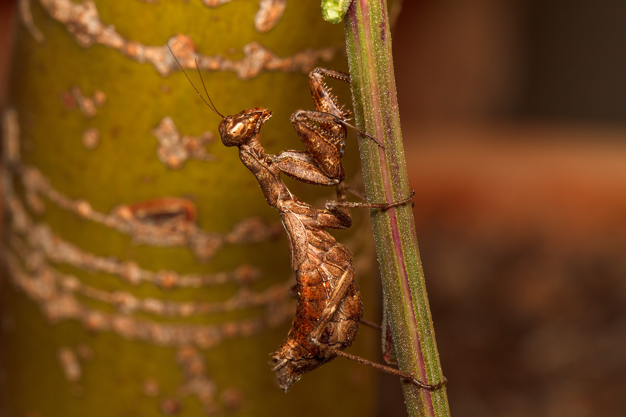 Ameles spallanzania femmina adulta
