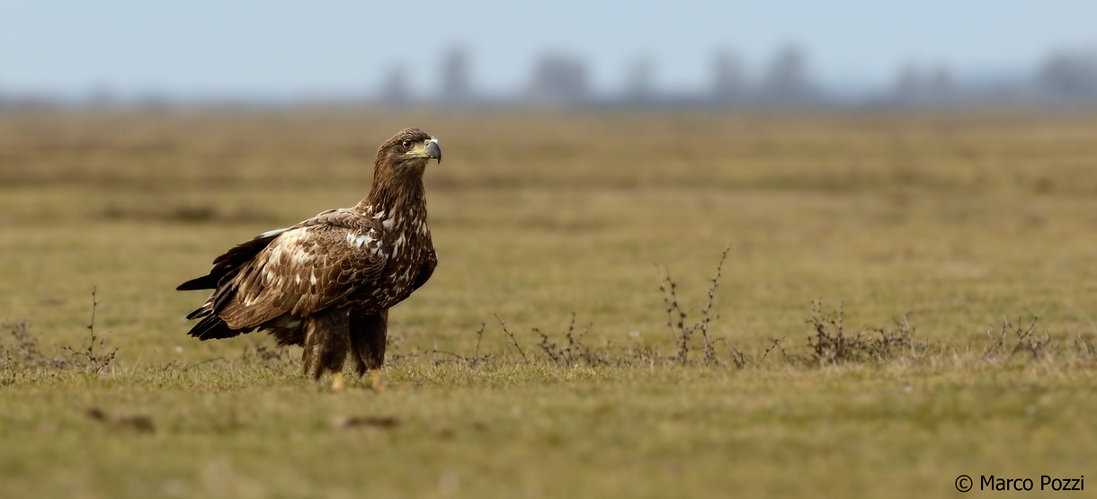 young sea eagle