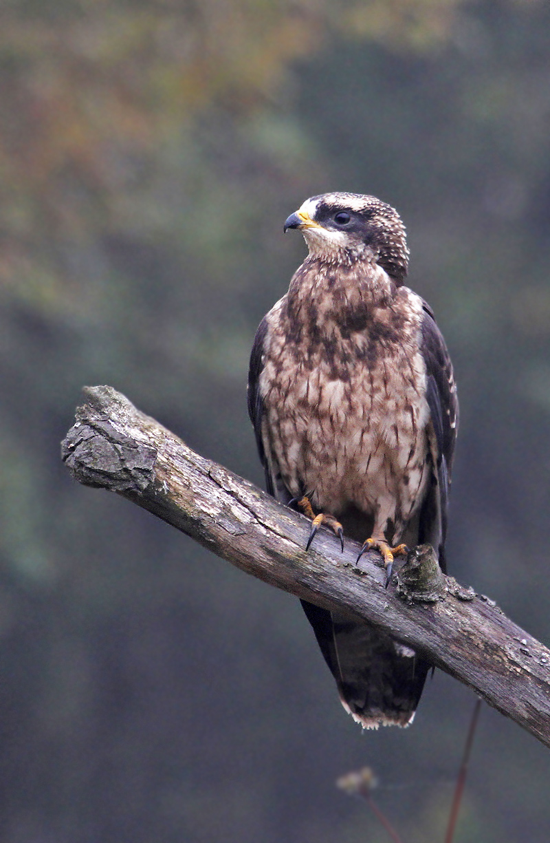 identification kite?