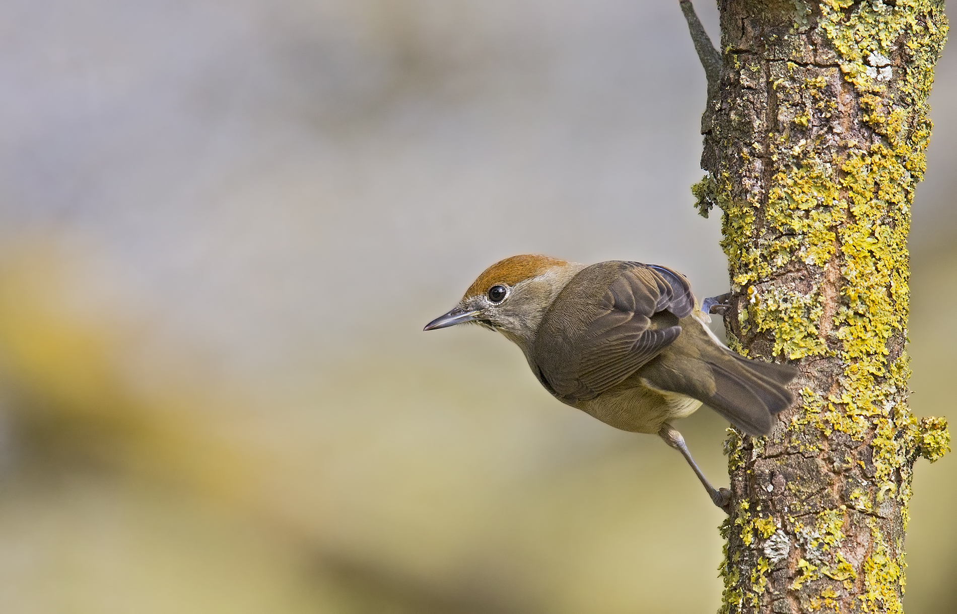 Female Blackcap