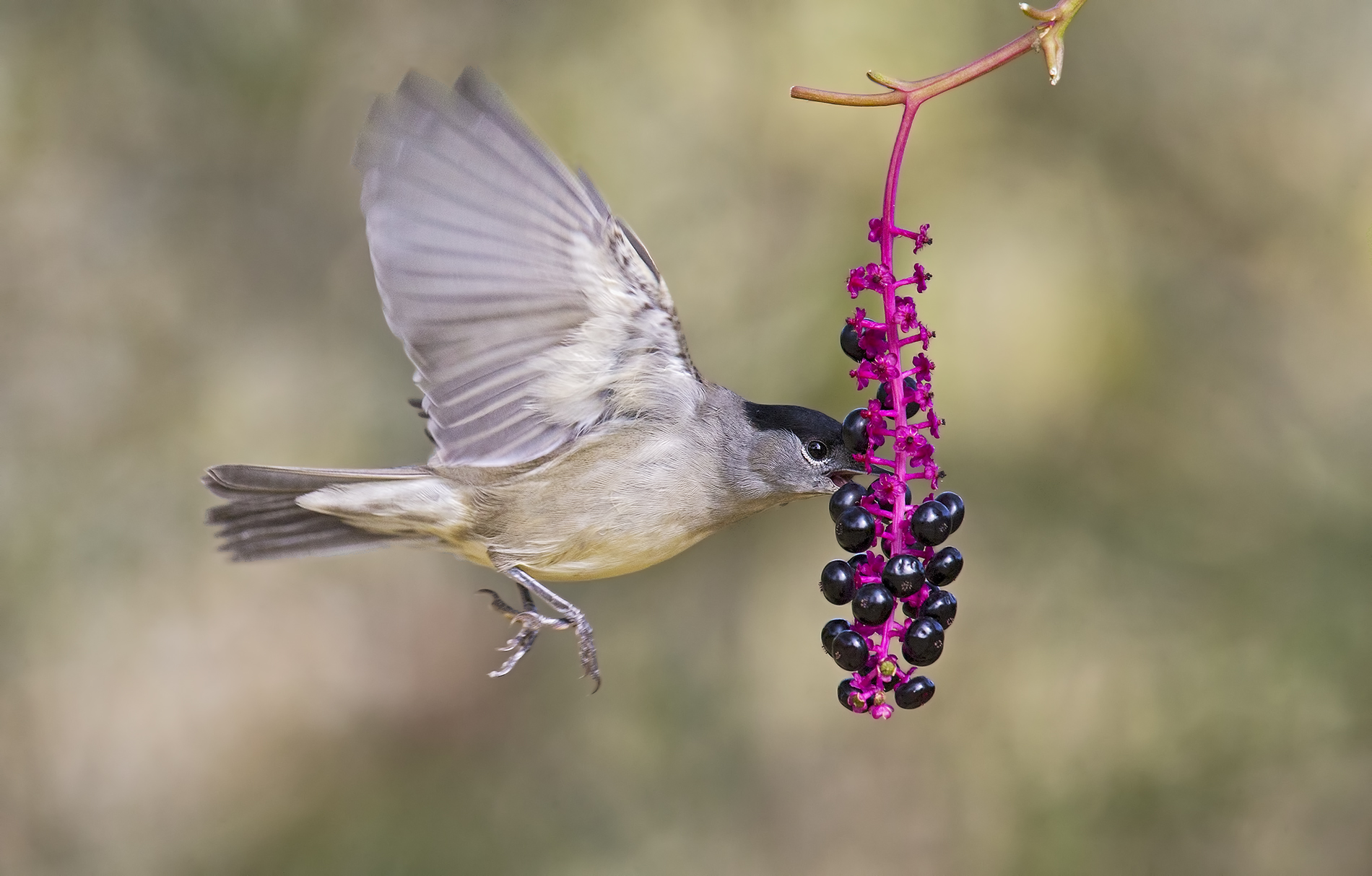 Blackcap male