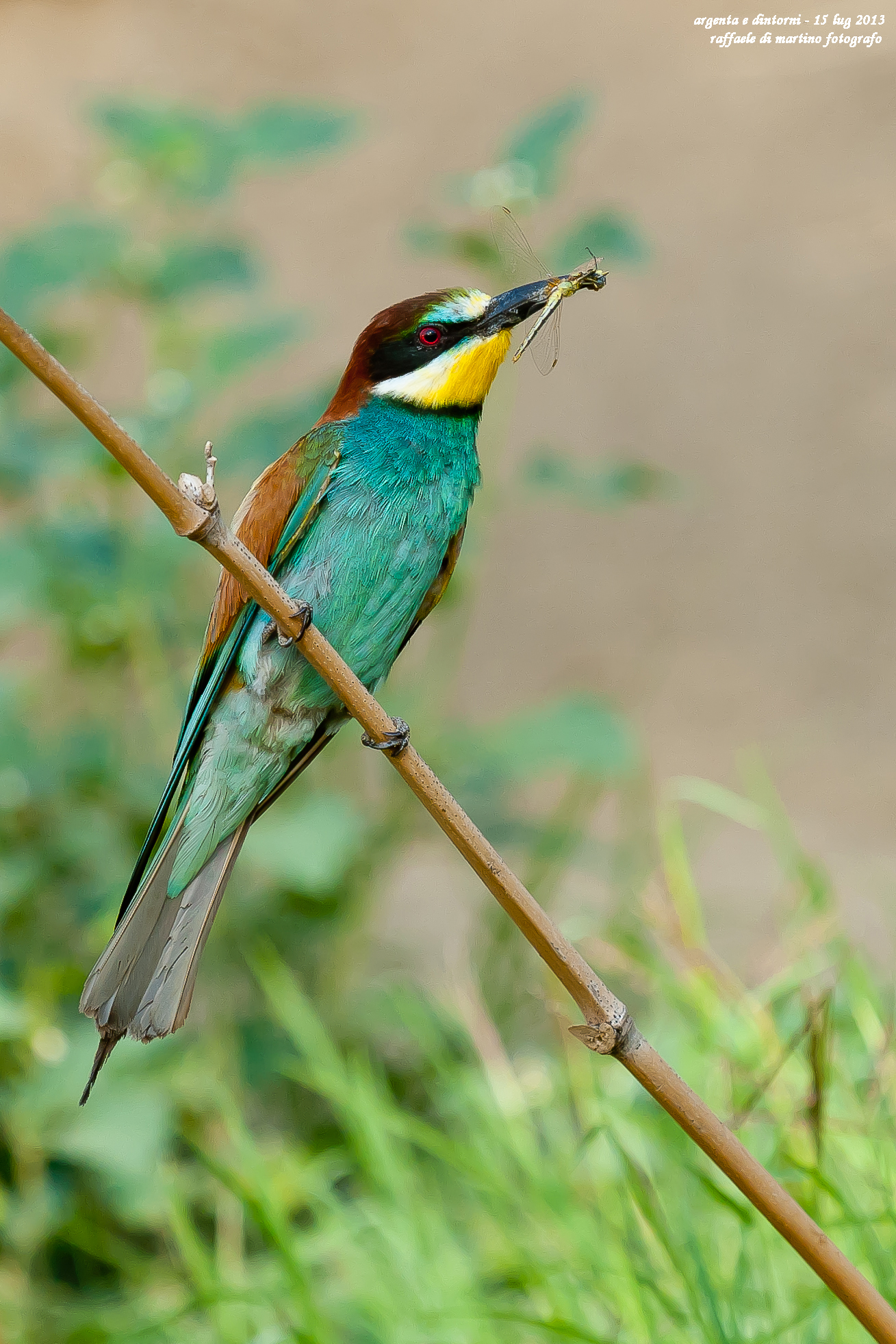 l'ultimo della stagione