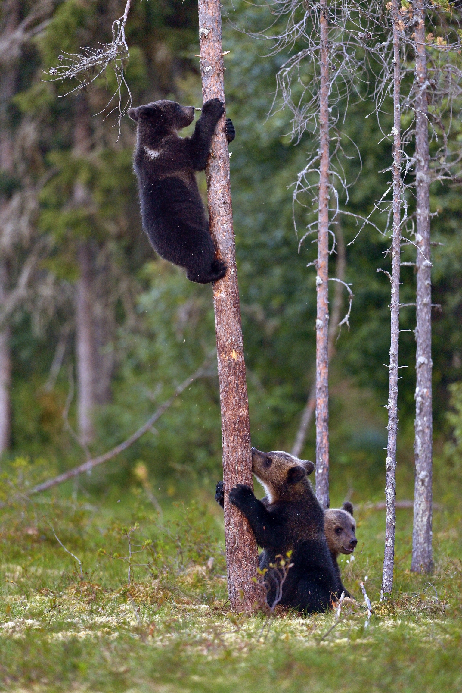 cuccioli di orso bruno