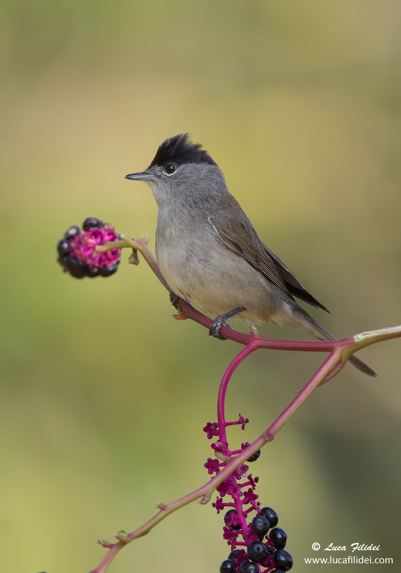 Blackcap