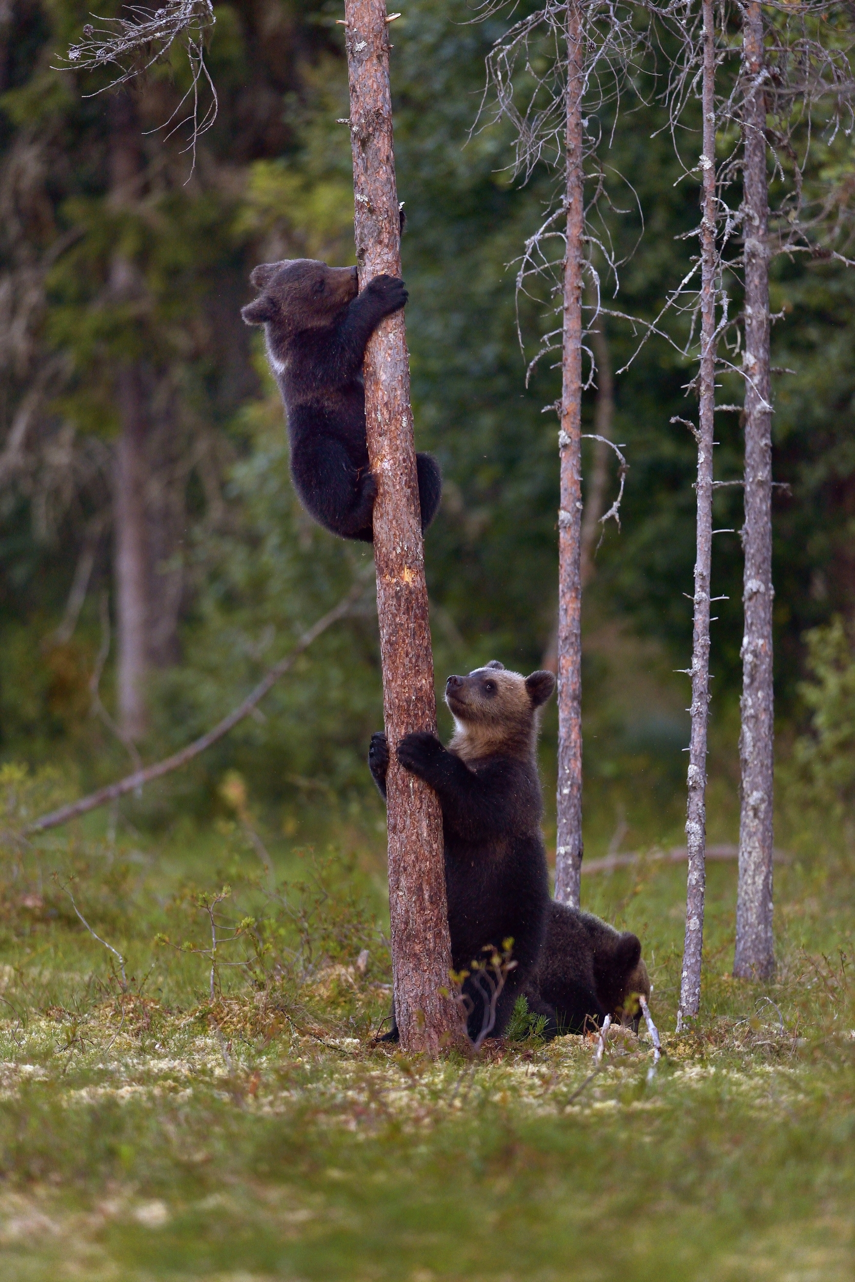 cuccioli di orso bruno
