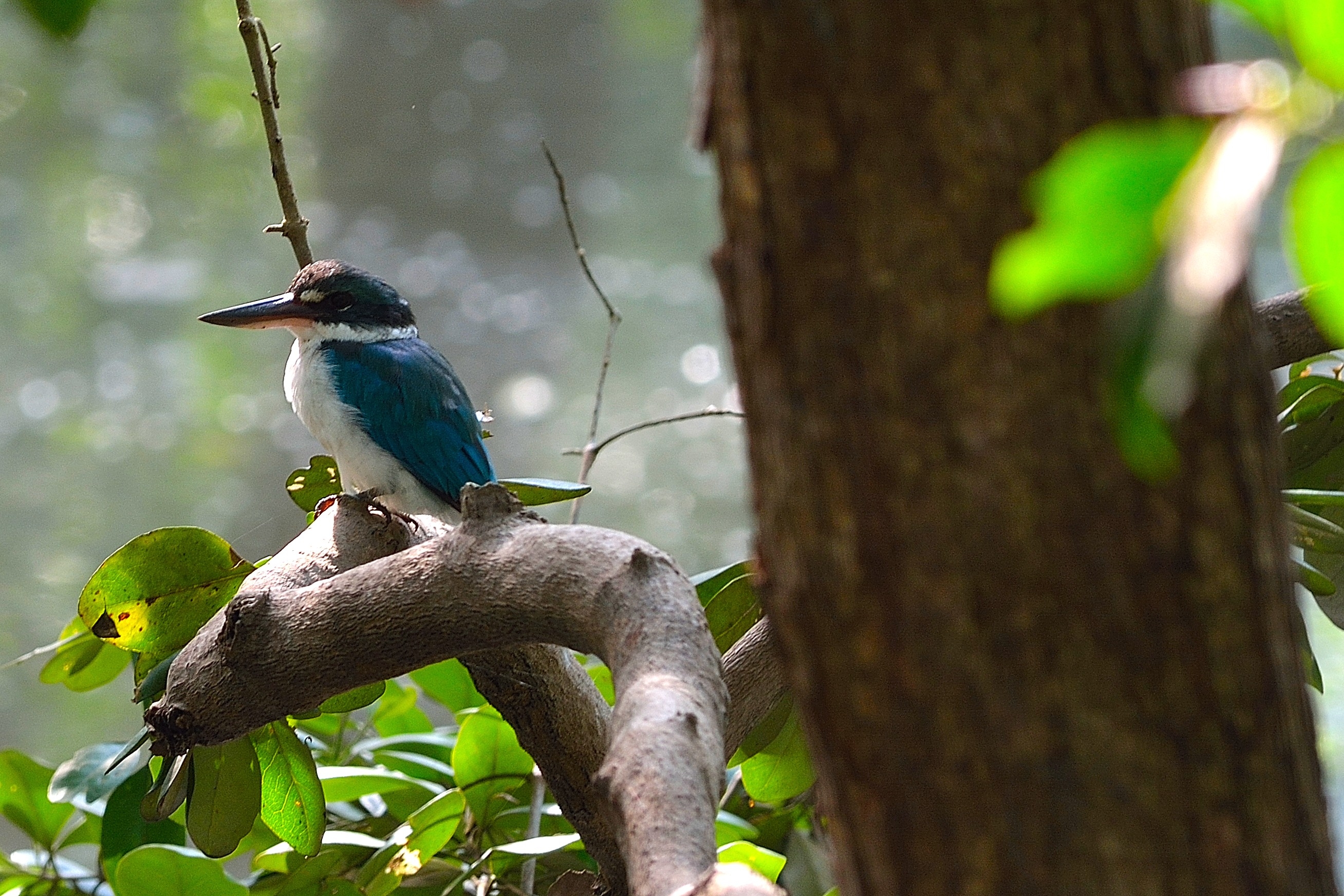 Collared Kingfisher_Sungei Buloh_SG