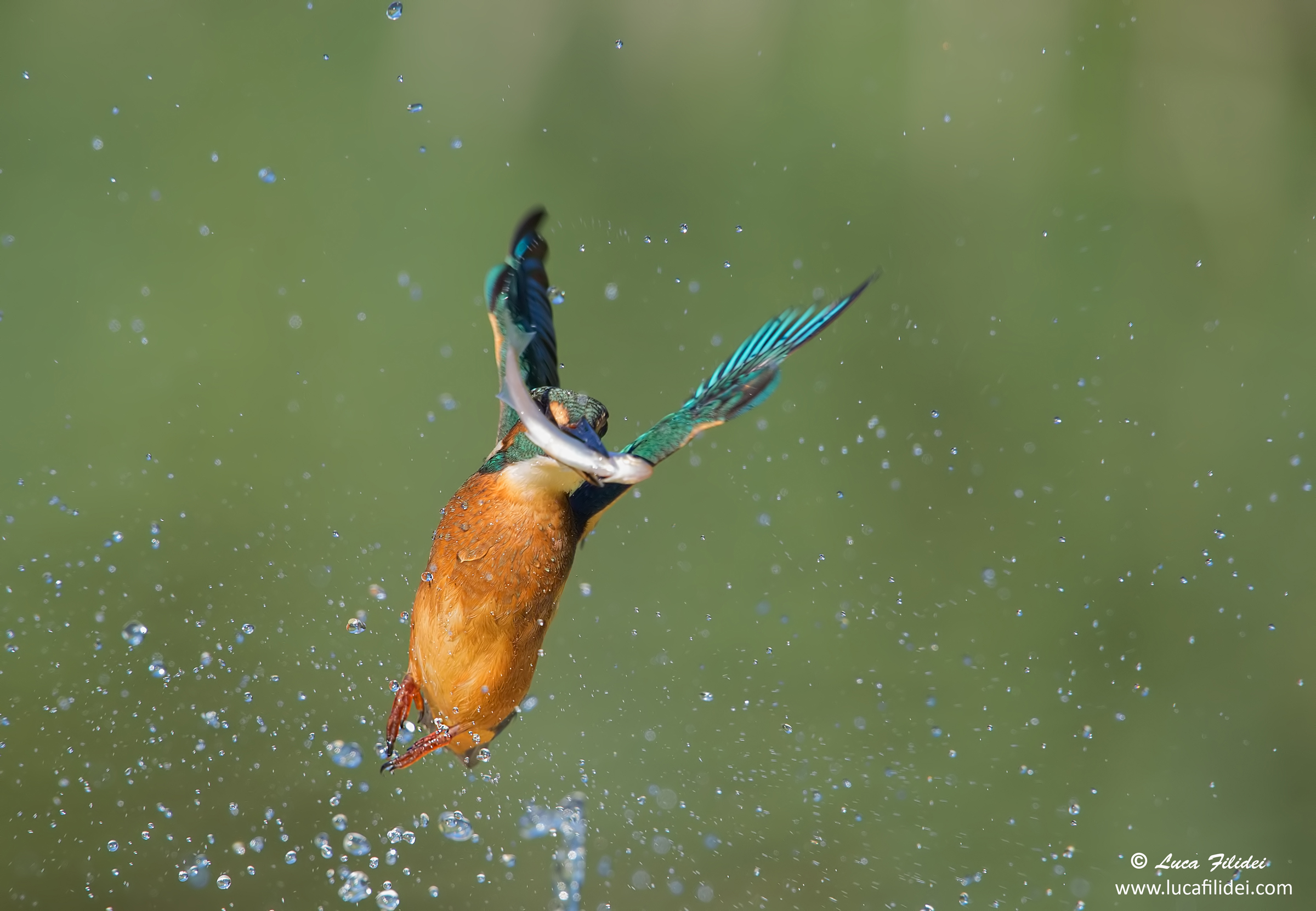Martin pescatore con pescato