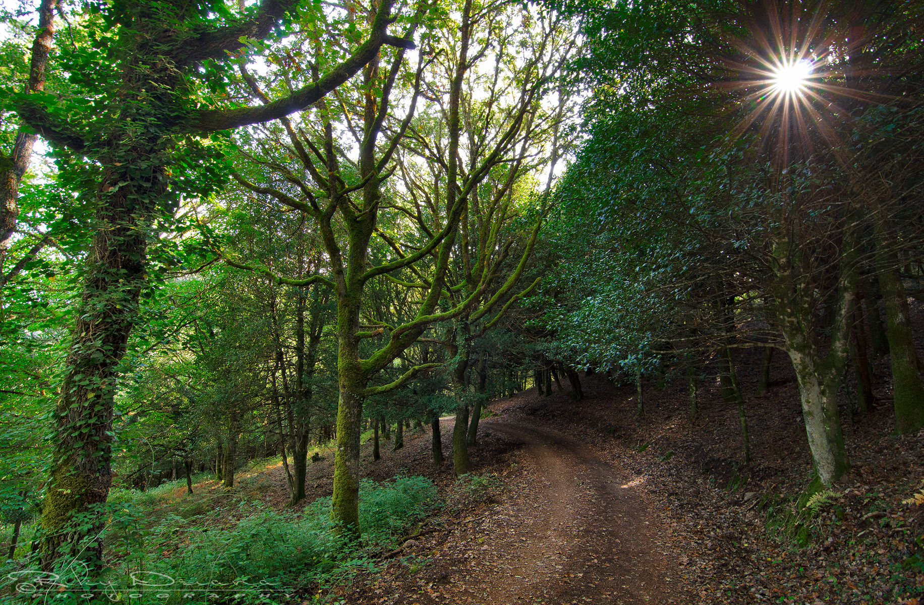 Road to Sos Nibberos