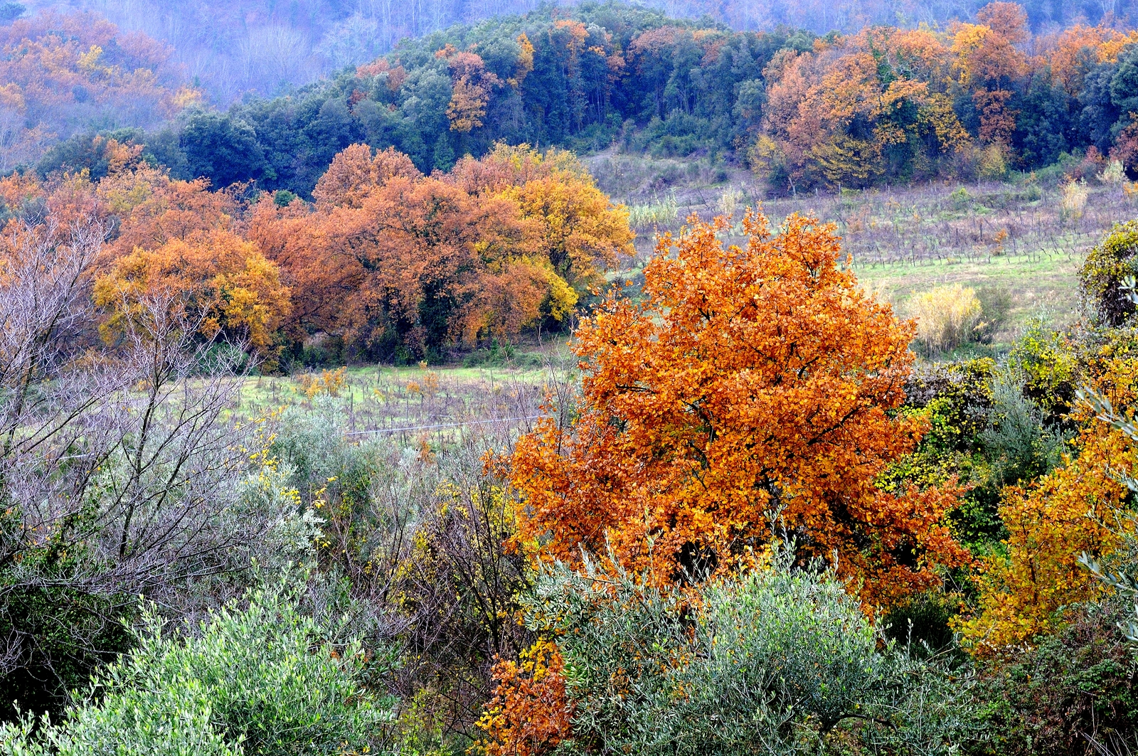 Series - Christmas 2012