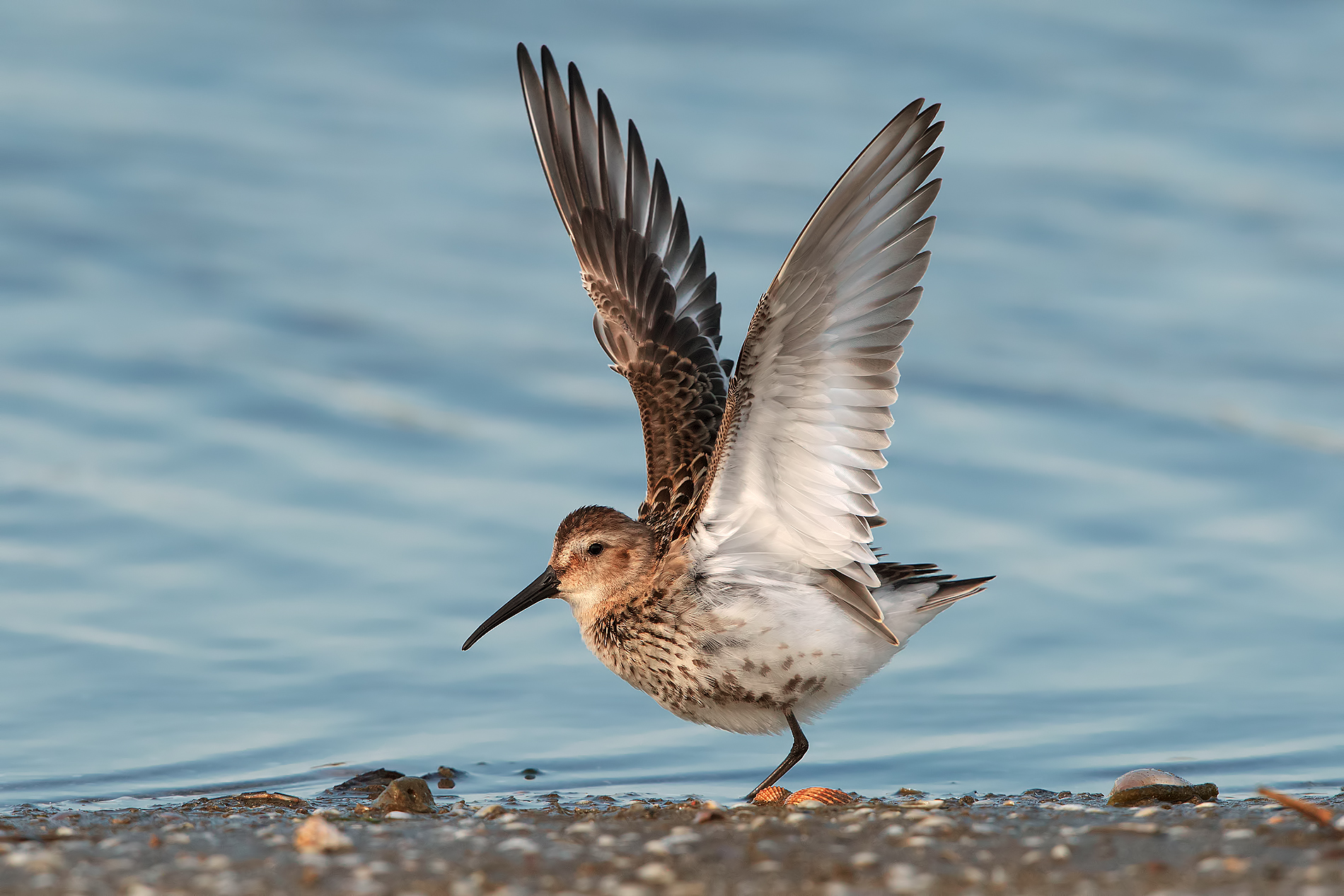 Piovanello pancia nera