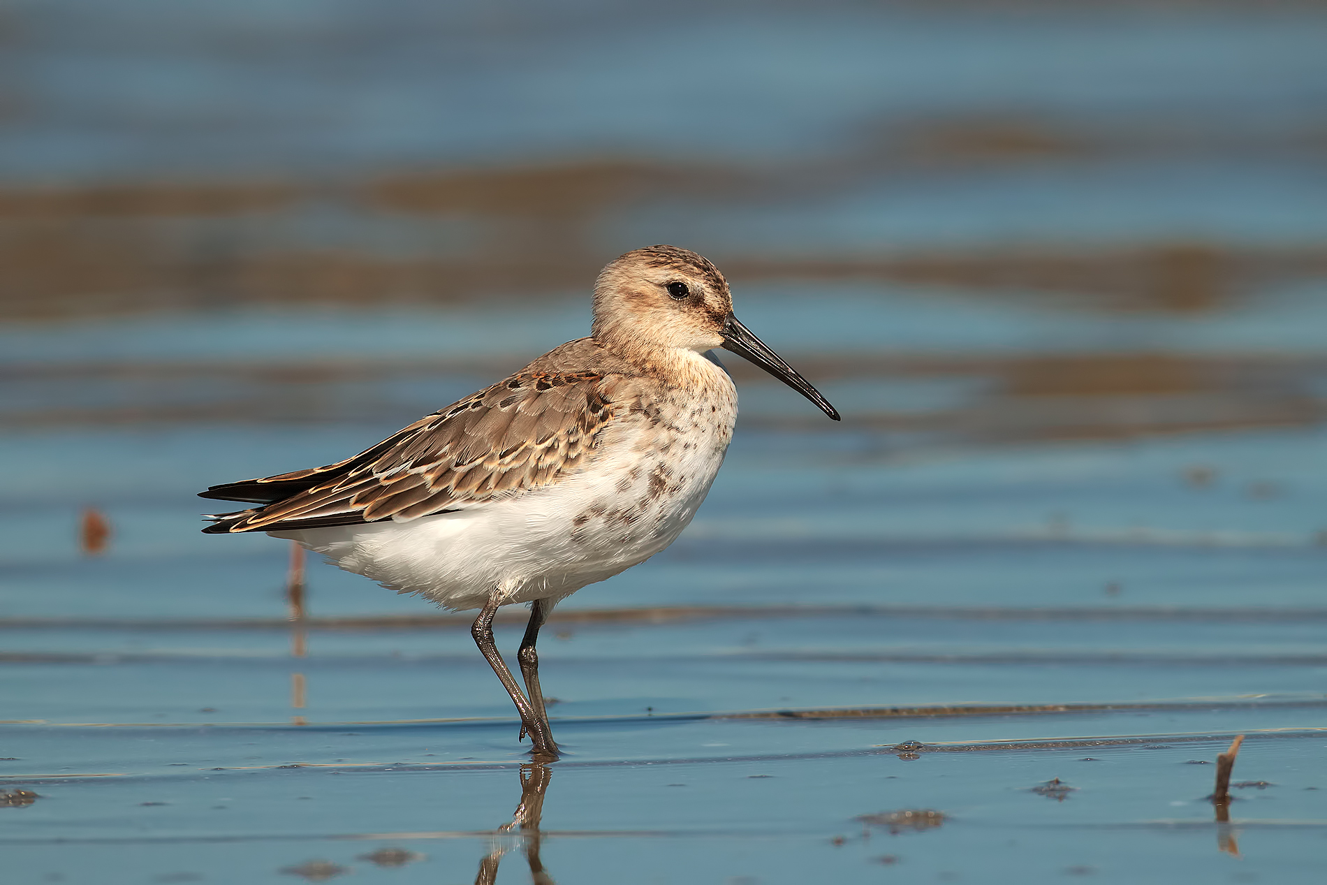 Piovanello pancia nera