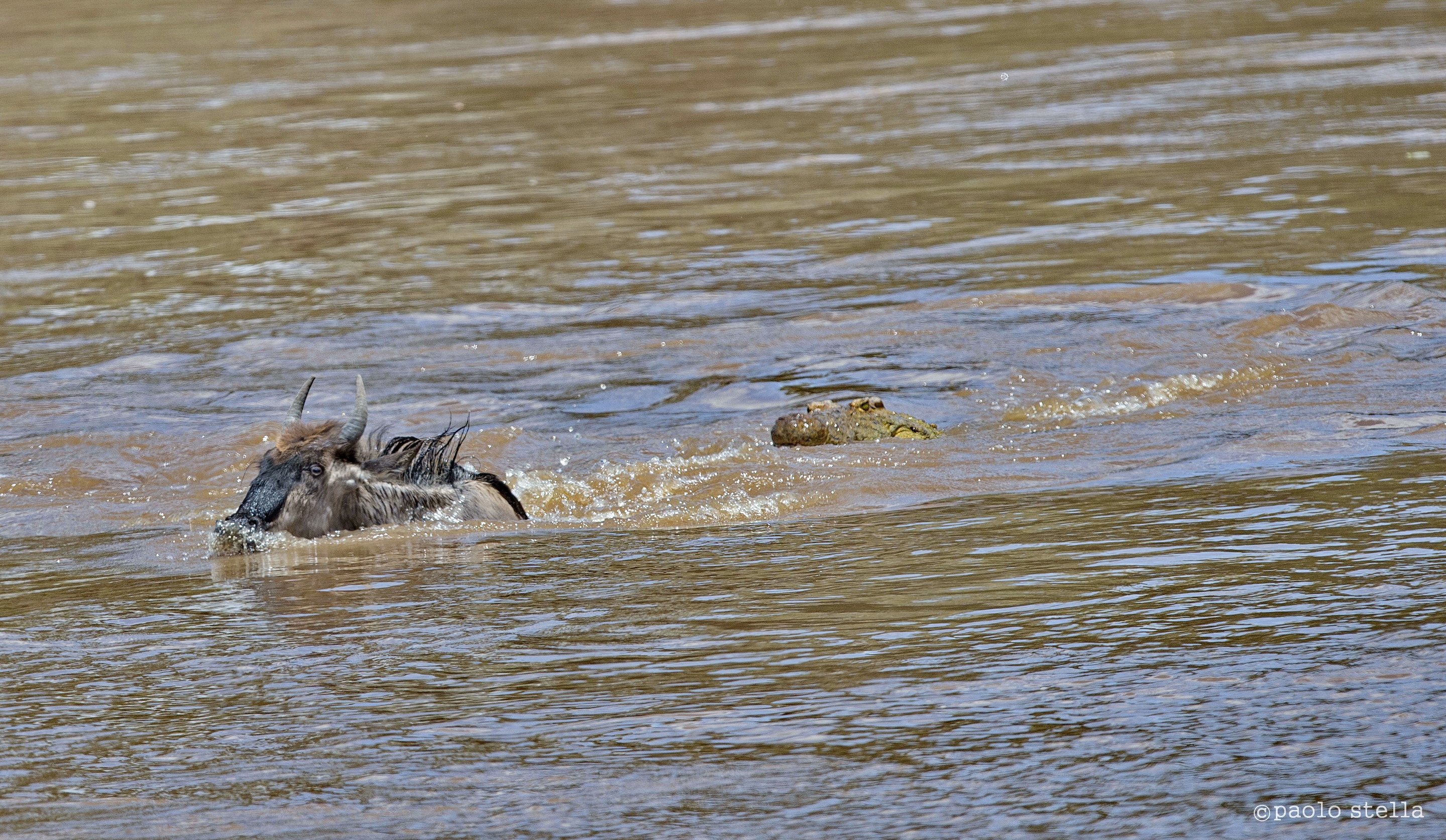 crossing the Mara - 13 - the chase