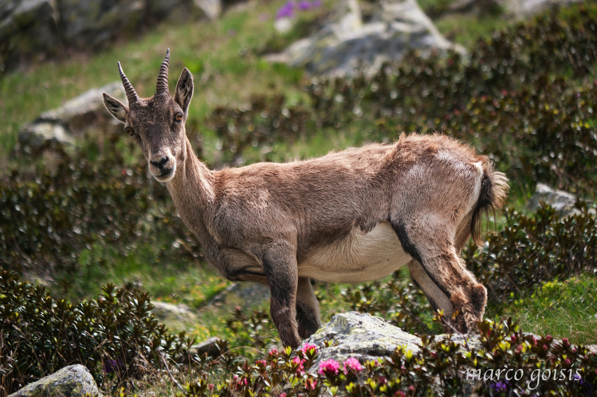 Stambecco 2