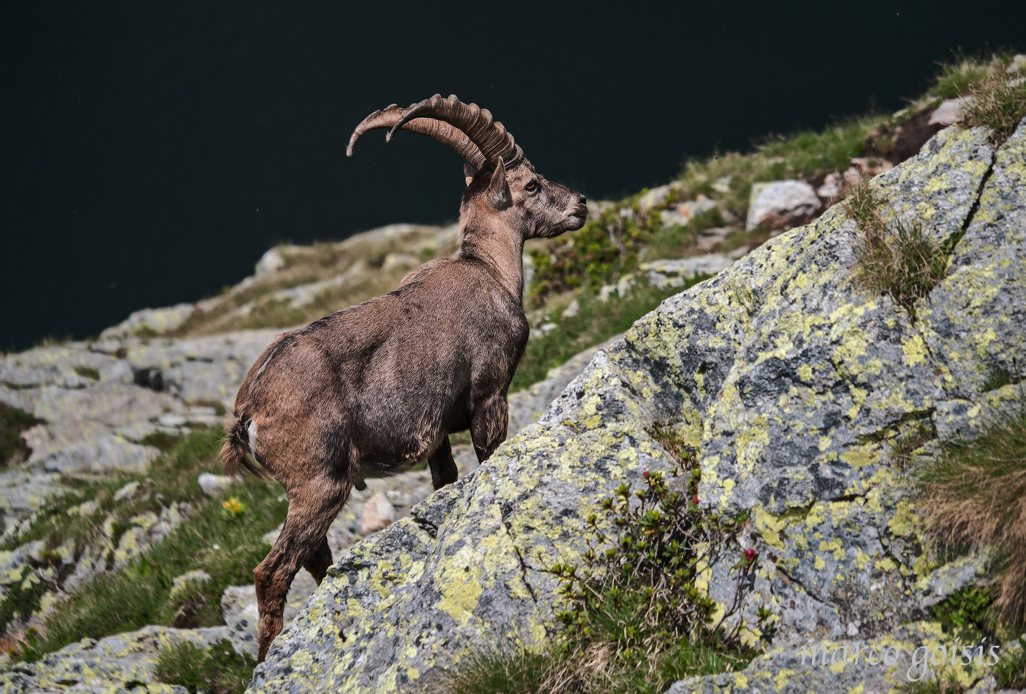 Stambecco 3