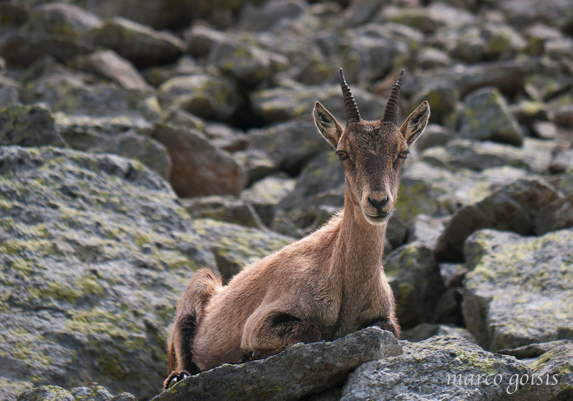Stambecco 1