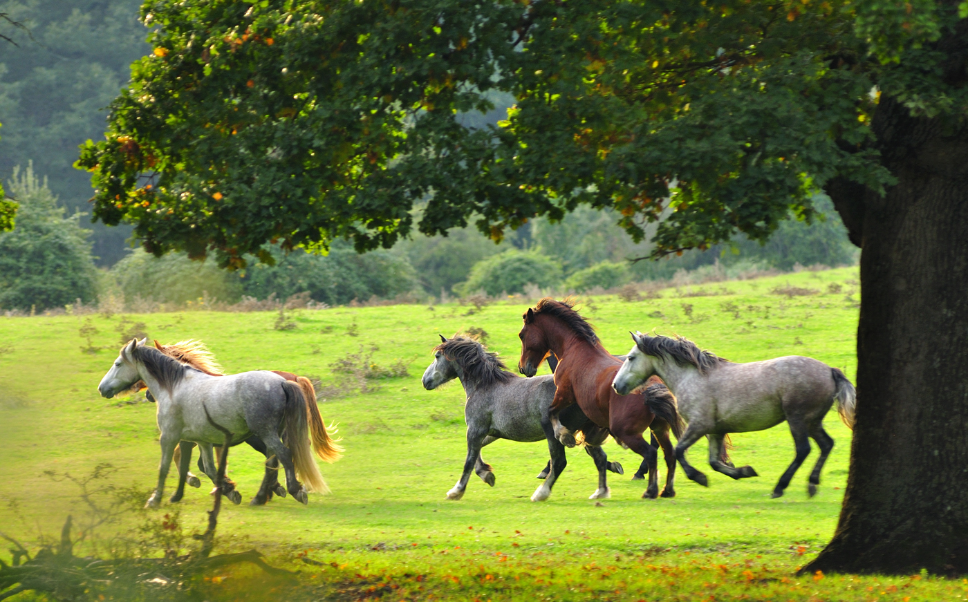Galloping horses