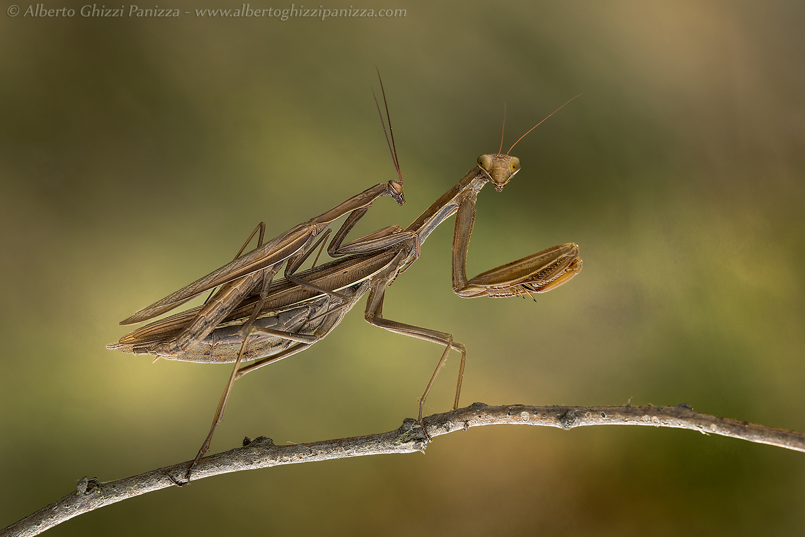 Fai fai... poi vedi che ti faccio io...