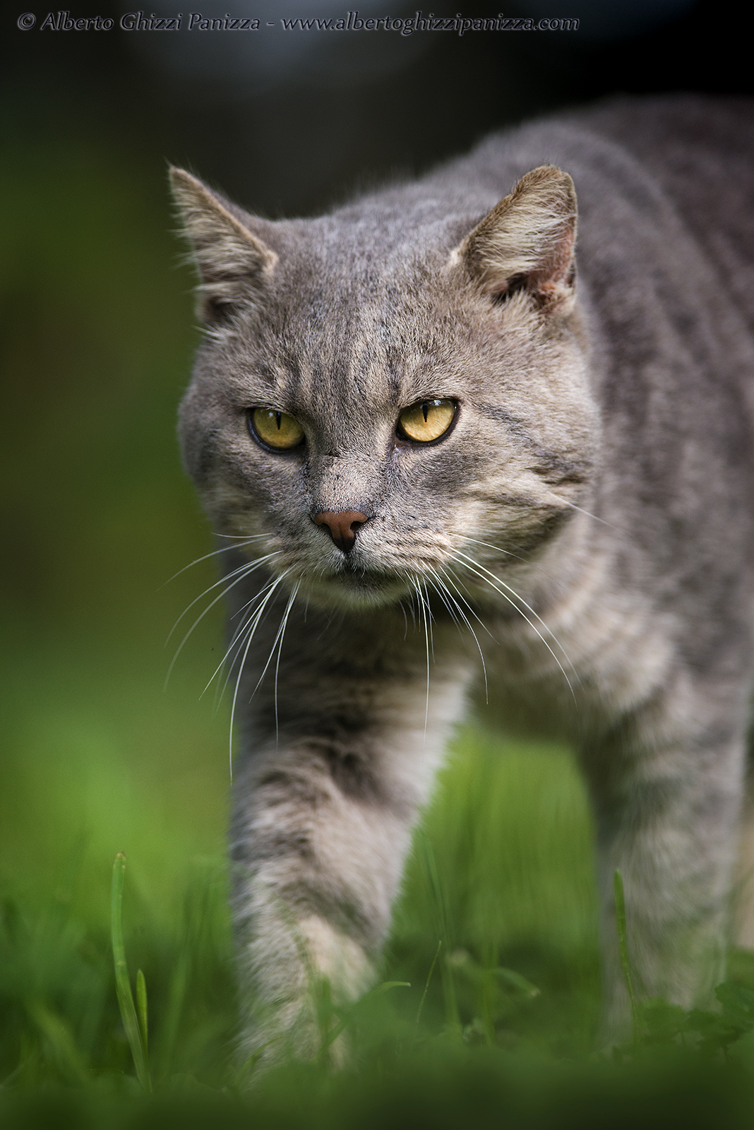 A predator in my garden