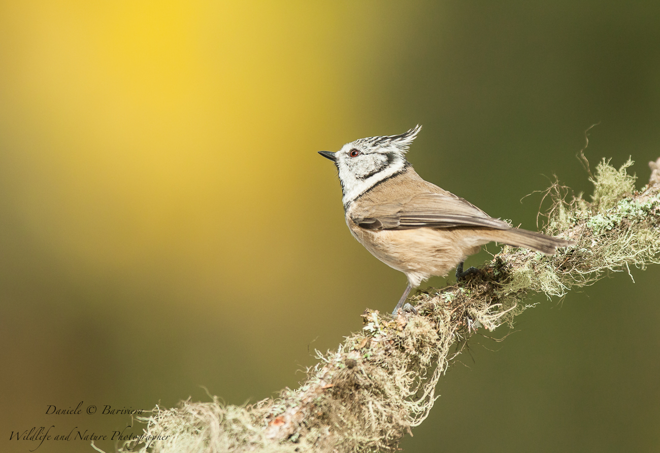 Crested Tit