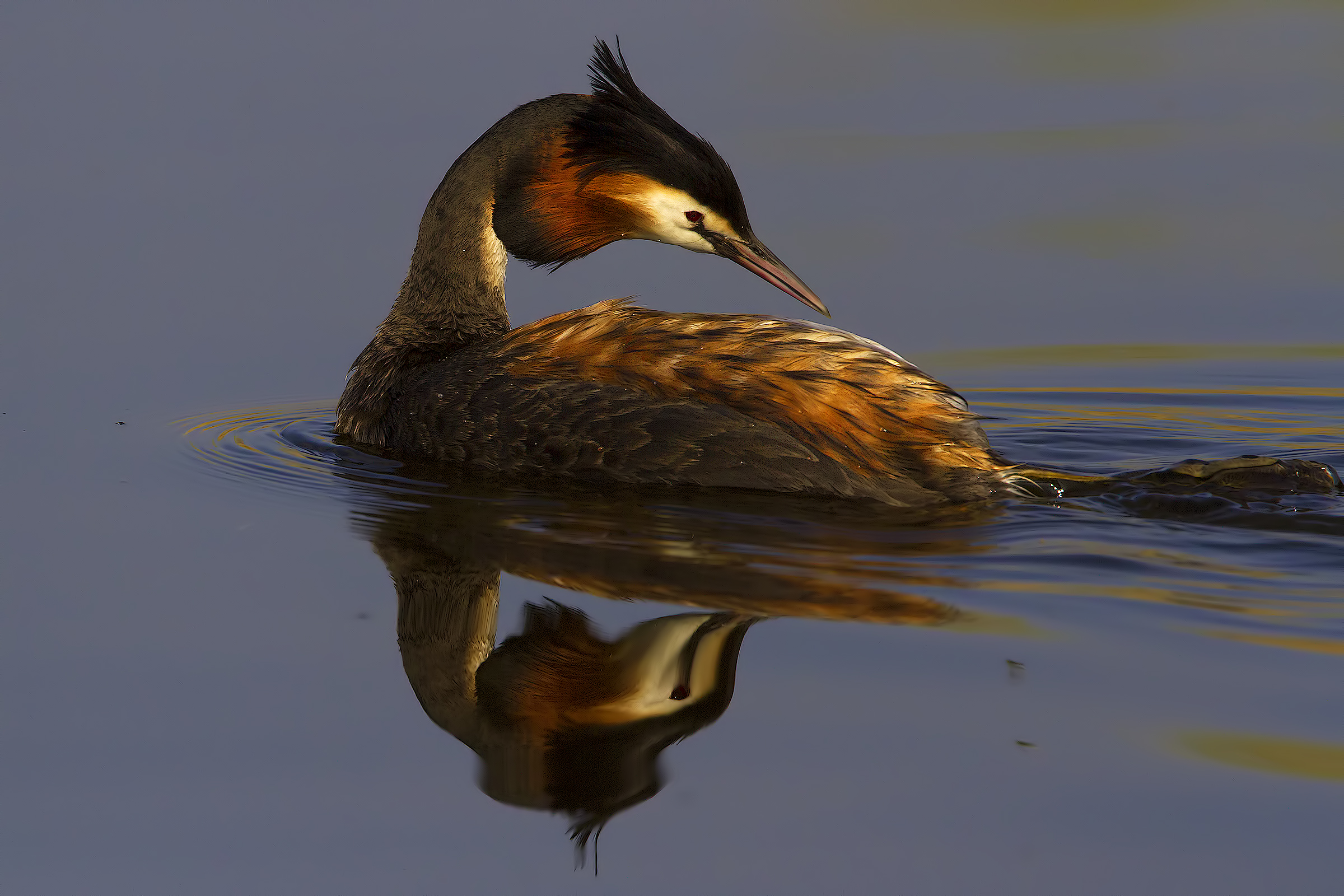 Grebe light and colors