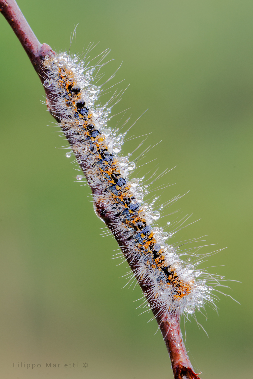 Nella rugiada mattutina