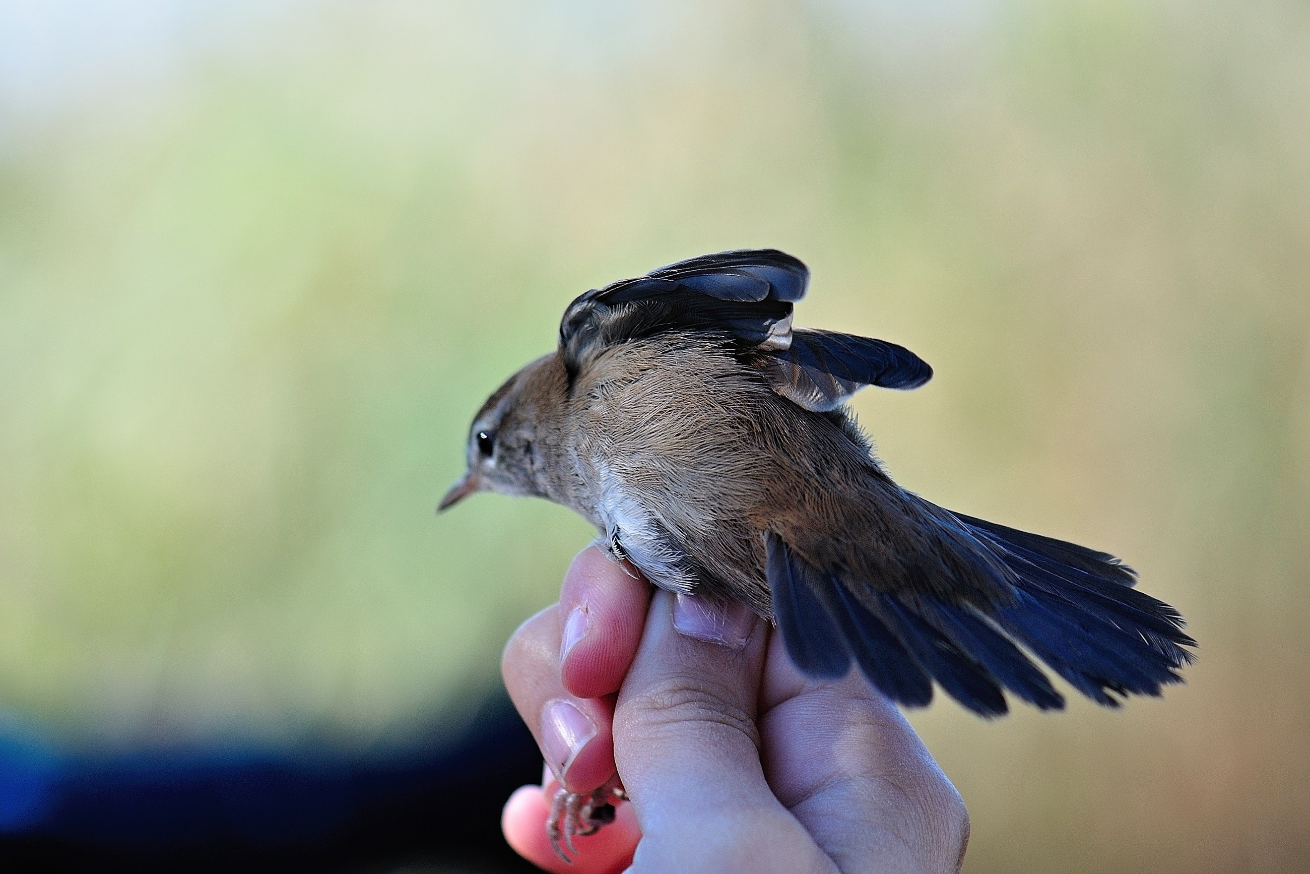 Warbler ready to release