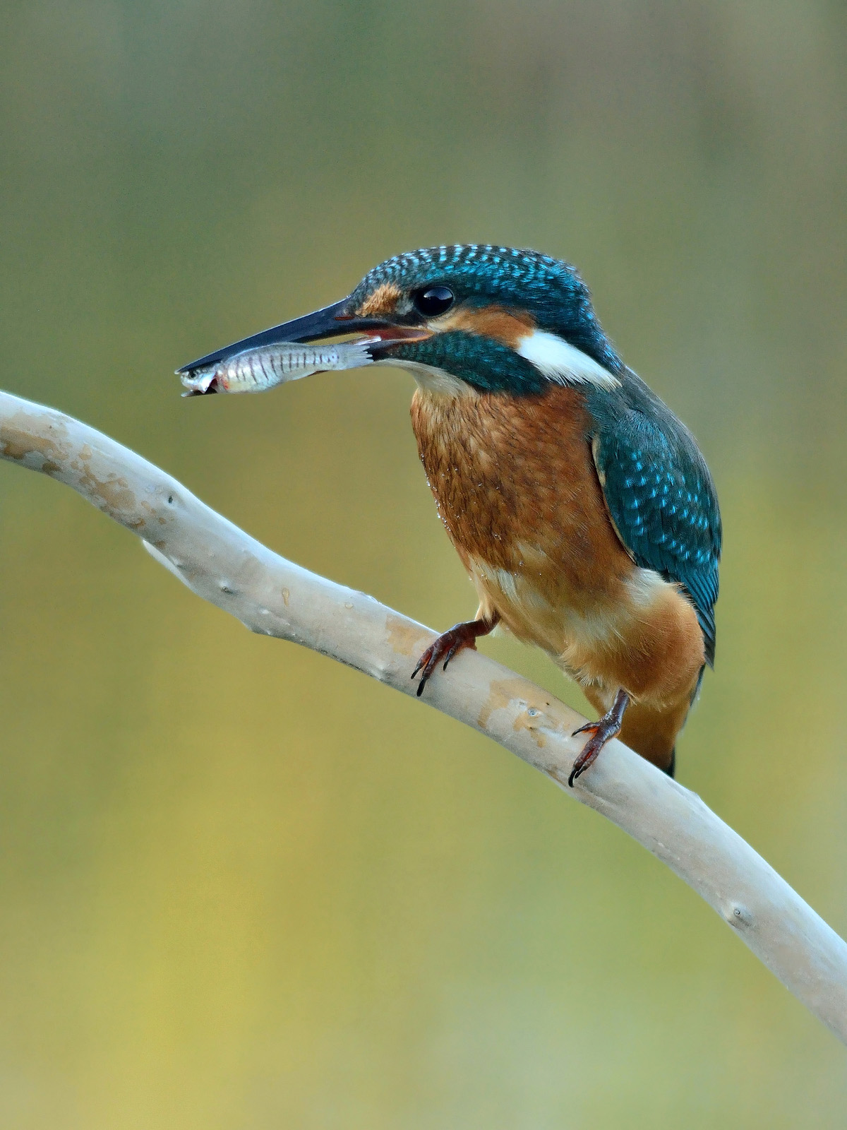 Martino con pesciolino