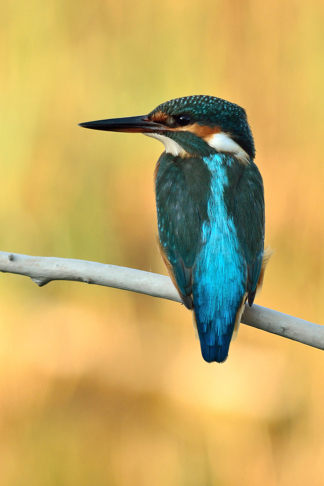 Martino con lo sfondo delle canne illuminate dal sole