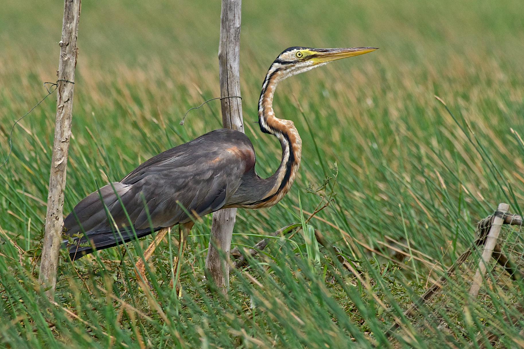 Purple Heron