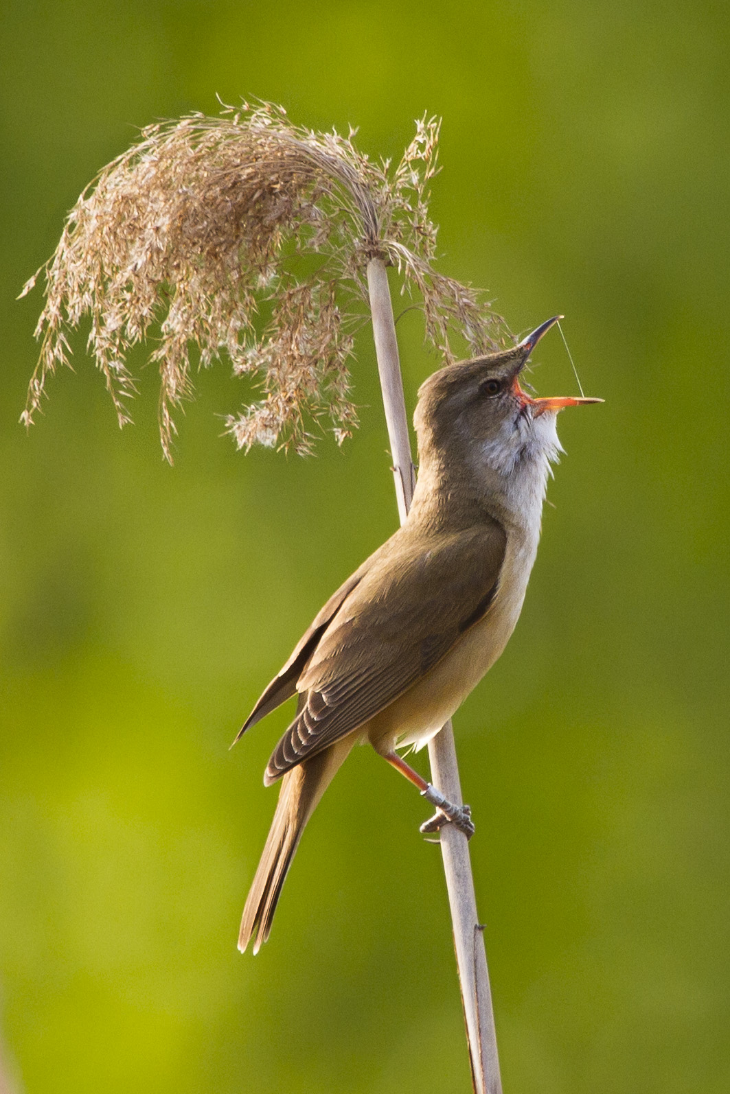 Canto del cannareccione