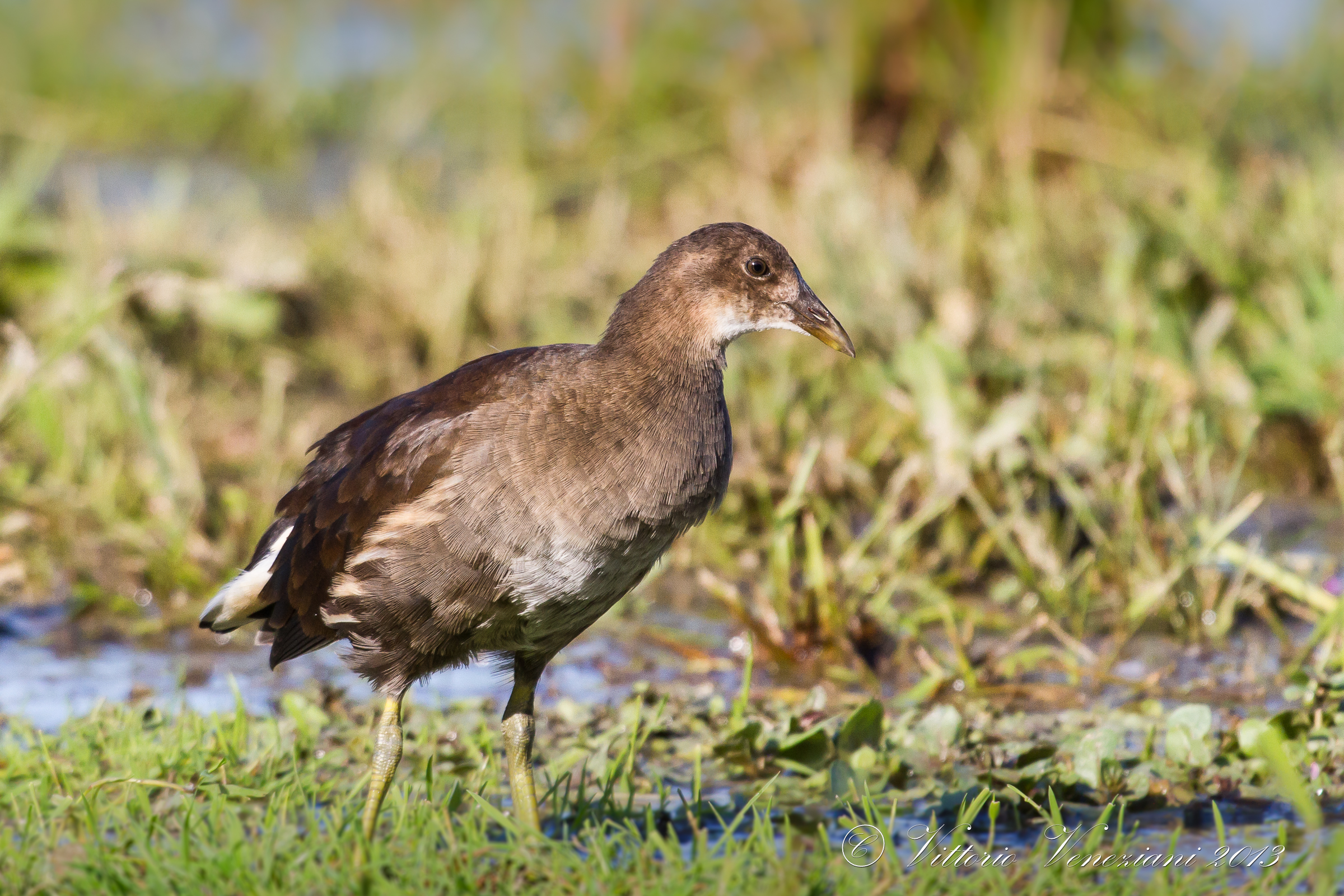Moorhen young