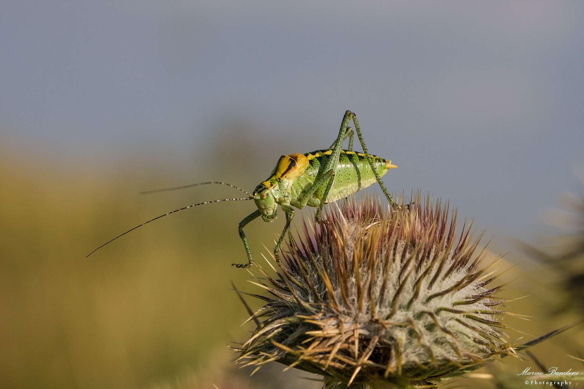 Un grillo in Lessinia