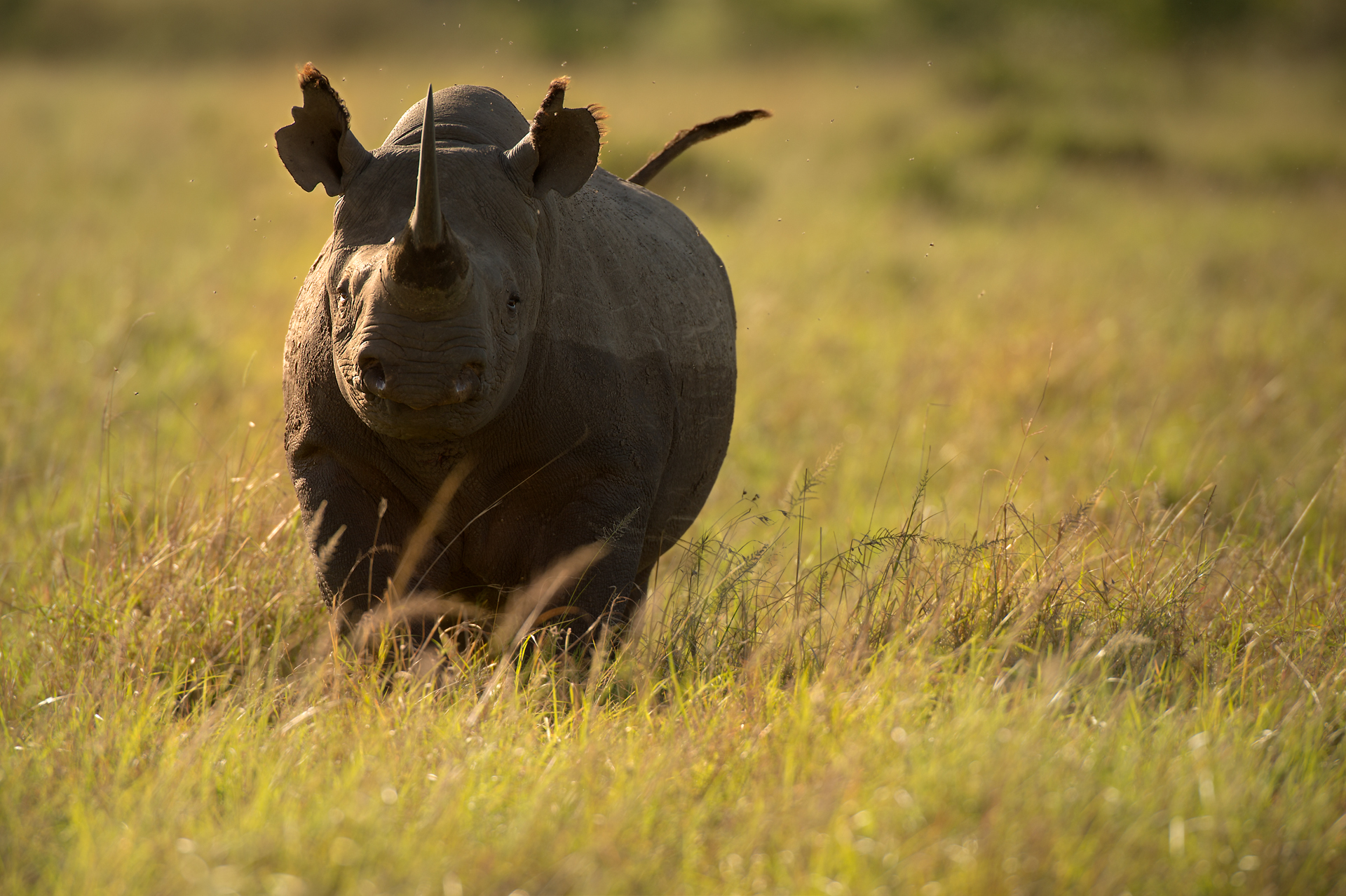 Black Rhino