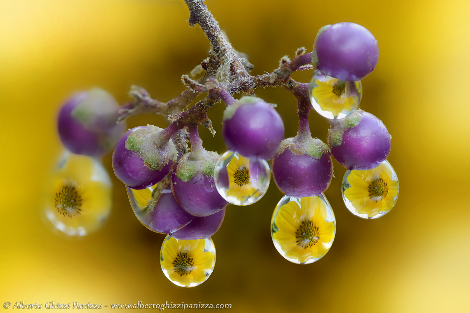 A tree with strange fruits ...
